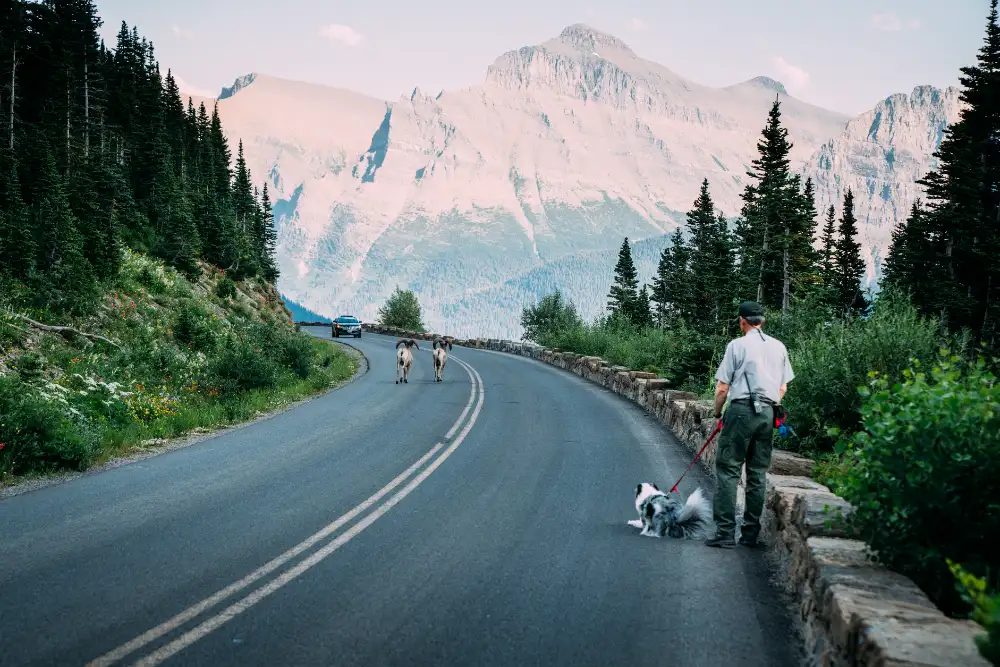 Une route de montagne, un promeneur et son chien sur le bas-côté, des cyclistes au loin